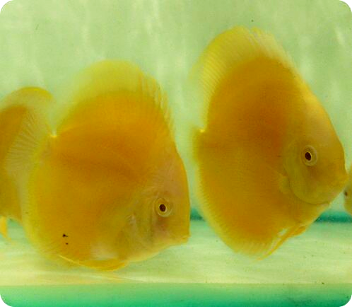 Albino Intense Gold Discus Fish - 3-3.5 inch Albino Intense Gold Discus Fish - 3-3.5 inch